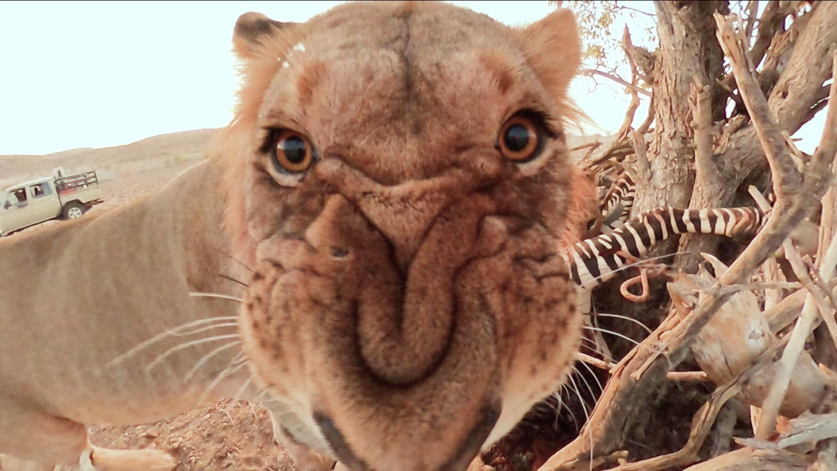 『クレイジージャーニー』サファリガイド・太田ゆか、砂漠で暮らす幻のライオンを探す旅に ENTAME next アイドル情報総合ニュースサイト